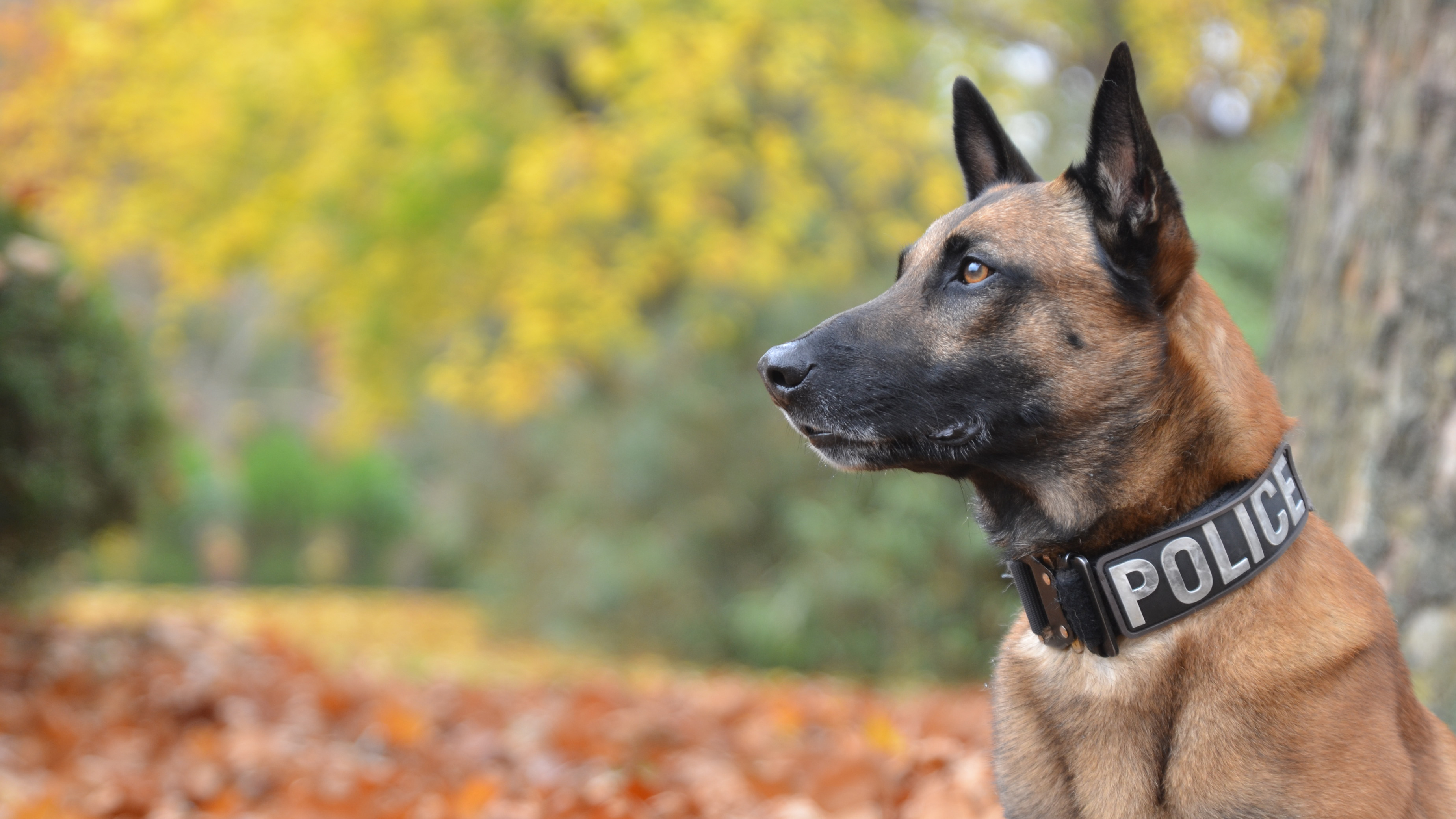 K-9 police dog, German Shepherd